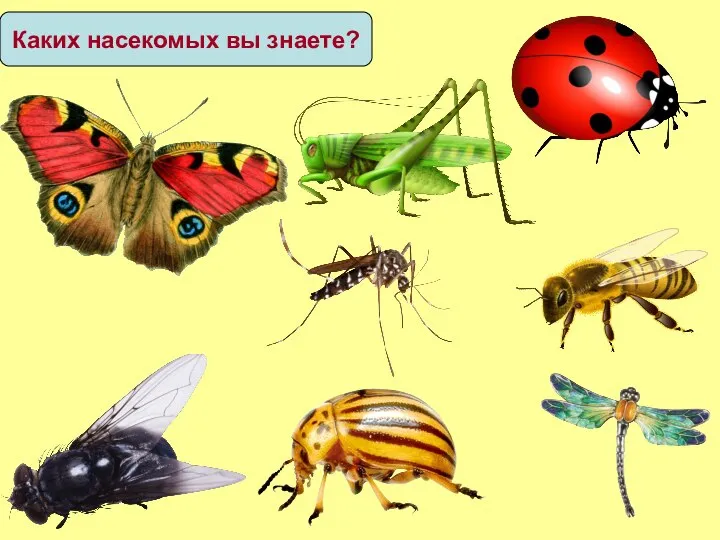 Каких насекомых вы знаете?