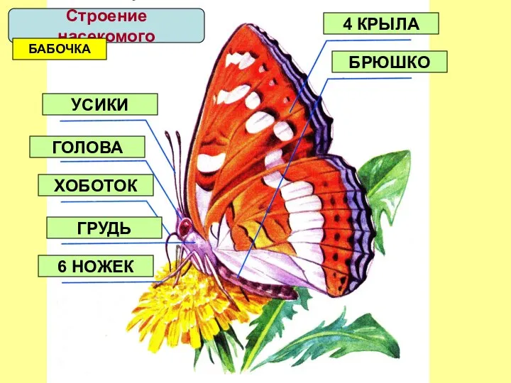 ГОЛОВА ГРУДЬ БРЮШКО 4 КРЫЛА УСИКИ ХОБОТОК 6 НОЖЕК Строение насекомого БАБОЧКА