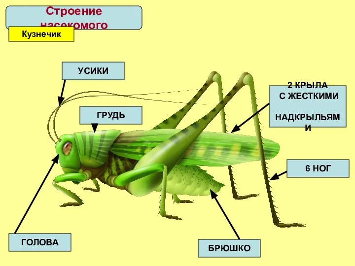 Строение насекомого Кузнечик ГОЛОВА УСИКИ БРЮШКО ГРУДЬ 2 КРЫЛА С ЖЕСТКИМИ НАДКРЫЛЬЯМИ 6 НОГ