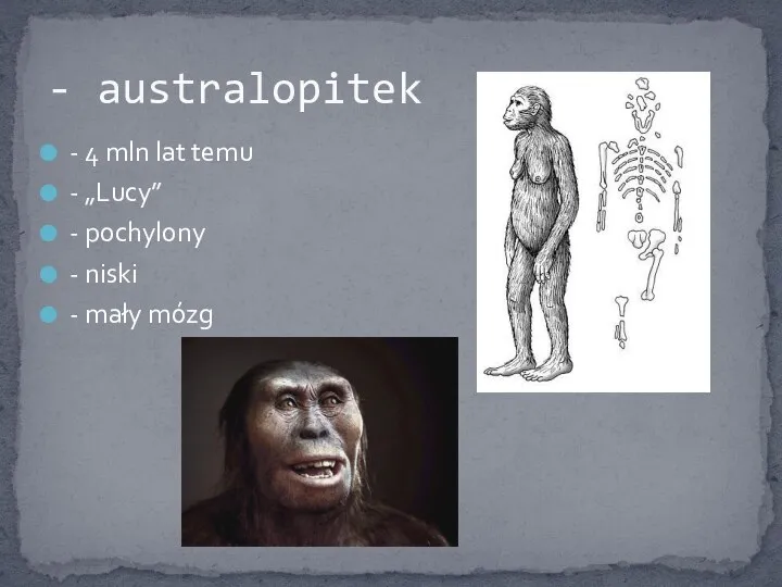 - 4 mln lat temu - „Lucy” - pochylony - niski - mały mózg - australopitek