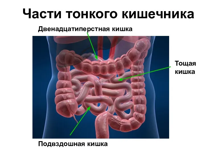 Двенадцатиперстная кишка Подвздошная кишка Тощая кишка Части тонкого кишечника