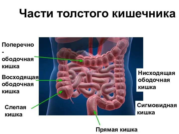 Слепая кишка Части толстого кишечника Восходящая ободочная кишка Поперечно-ободочная кишка Нисходящая