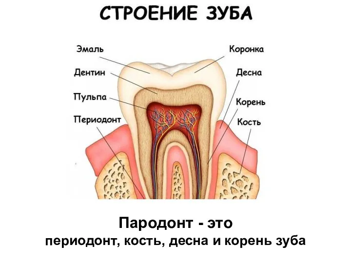 Пародонт - это периодонт, кость, десна и корень зуба