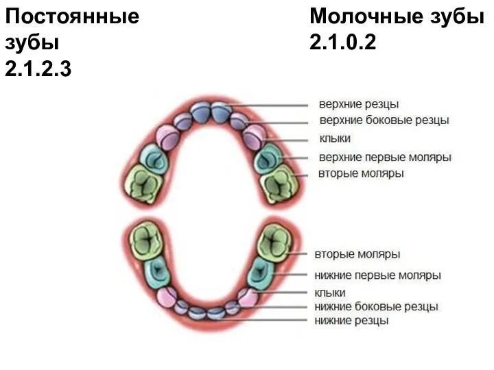 Постоянные зубы 2.1.2.3 Молочные зубы 2.1.0.2