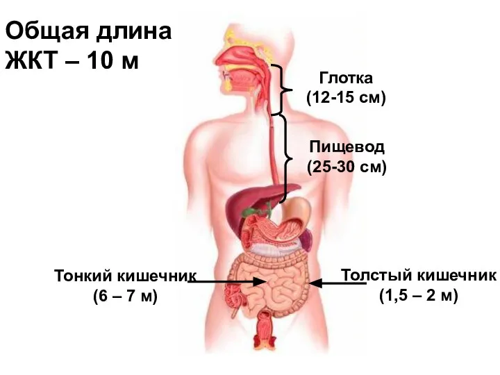 Глотка (12-15 см) Пищевод (25-30 см) Тонкий кишечник (6 – 7