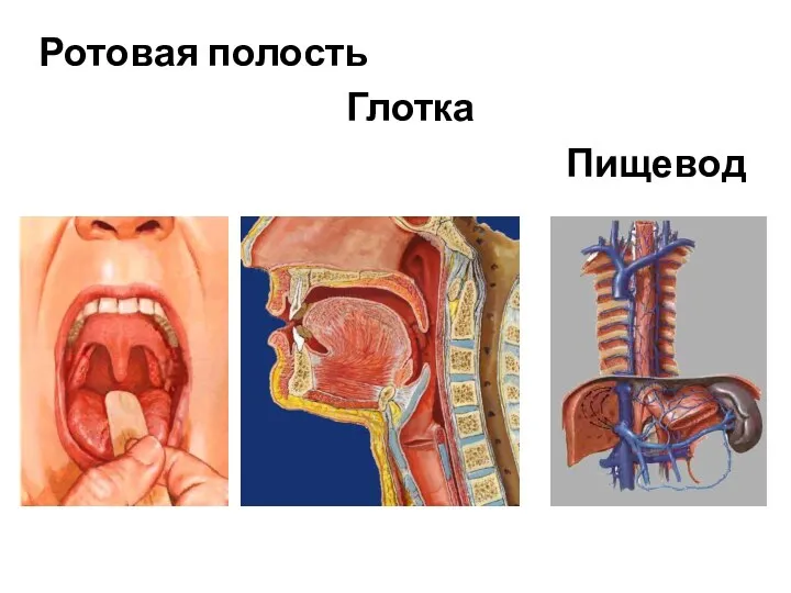 Ротовая полость Глотка Пищевод