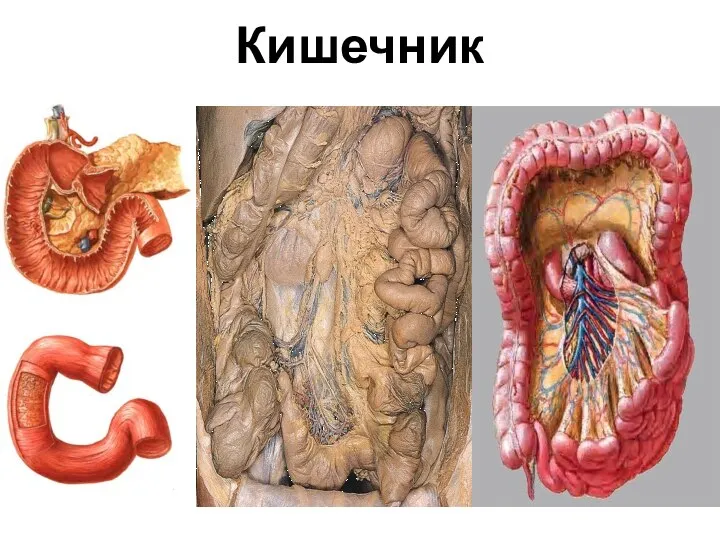 Кишечник