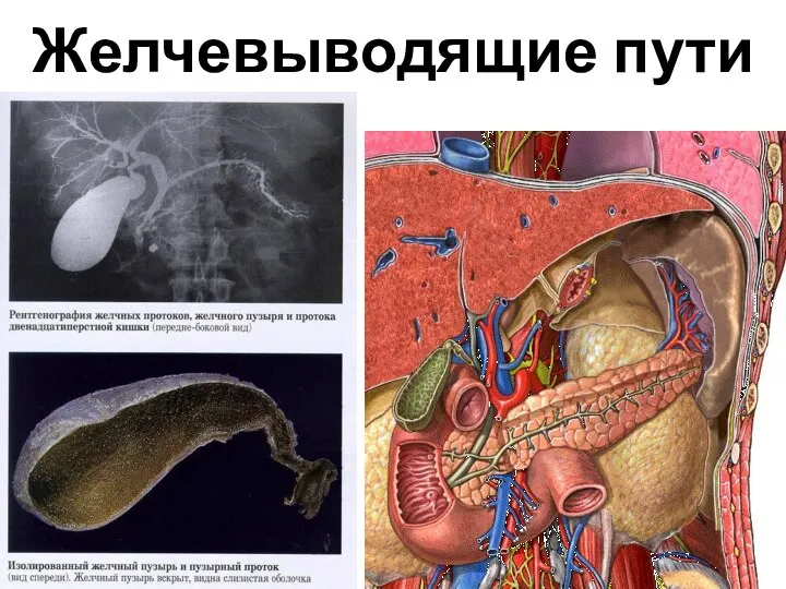 Желчевыводящие пути