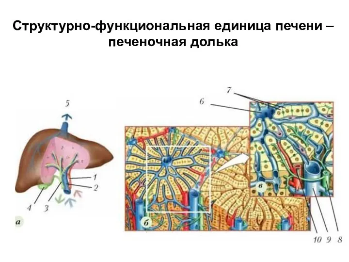 Структурно-функциональная единица печени – печеночная долька