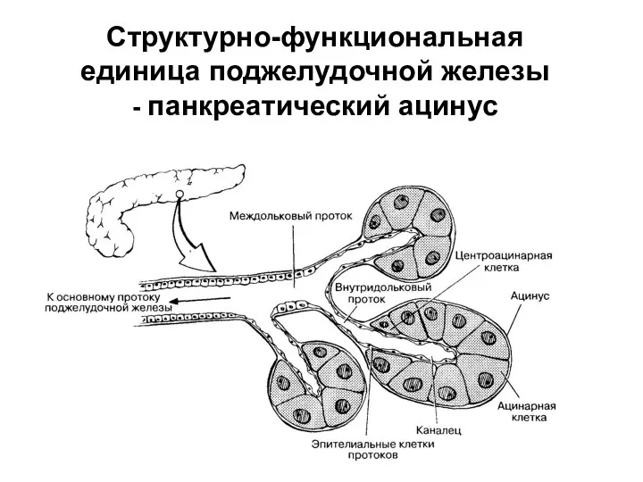 Структурно-функциональная единица поджелудочной железы - панкреатический ацинус