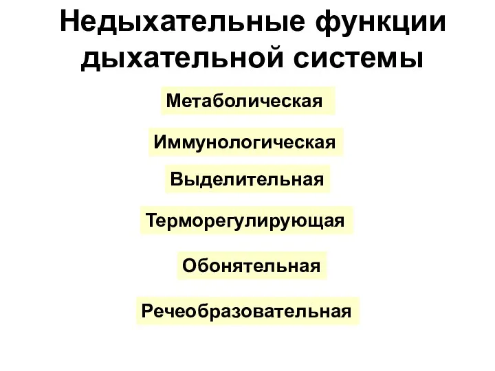 Недыхательные функции дыхательной системы Метаболическая Иммунологическая Выделительная Терморегулирующая Обонятельная Речеобразовательная