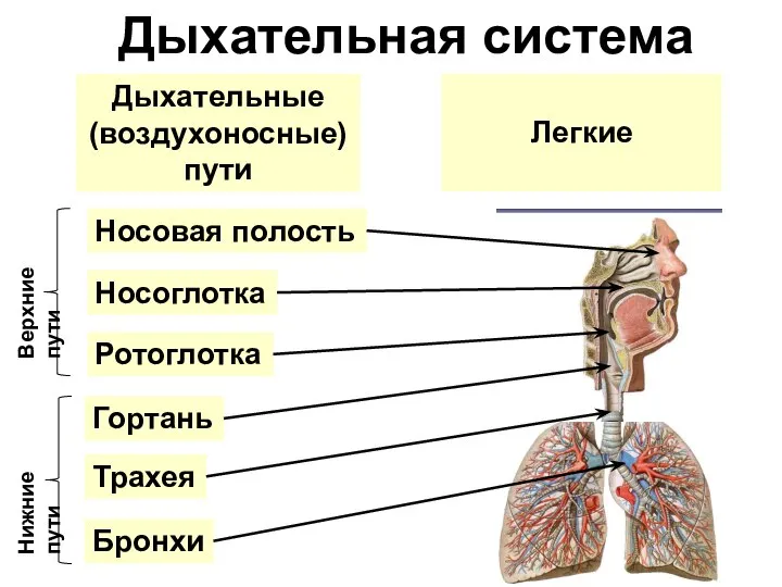 Дыхательная система Дыхательные (воздухоносные) пути Легкие Носовая полость Носоглотка Ротоглотка Гортань