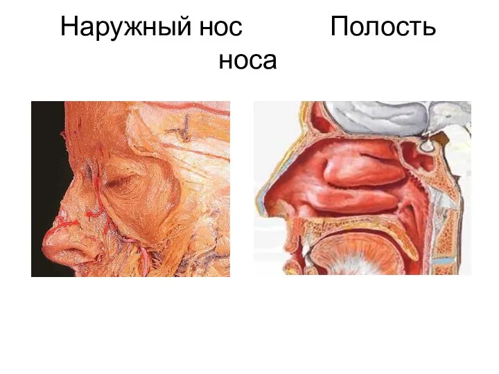 Наружный нос Полость носа