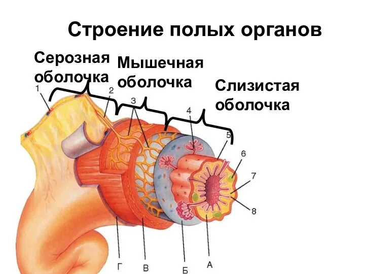 Строение полых органов Слизистая оболочка Мышечная оболочка Серозная оболочка