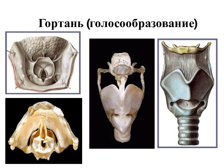 Гортань (голосообразование)