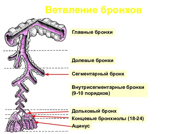 Ветвление бронхов Главные бронхи Долевые бронхи Внутрисегментарные бронхи (9-10 порядков) Сегментарный