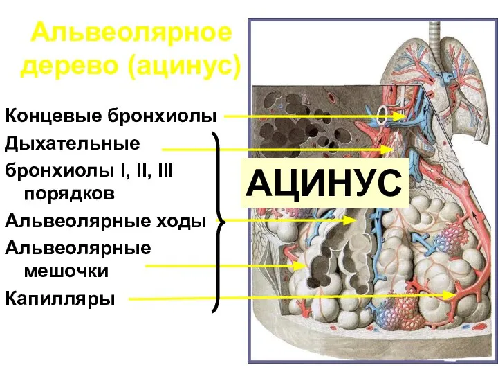 Концевые бронхиолы Дыхательные бронхиолы I, II, III порядков Альвеолярные ходы Альвеолярные