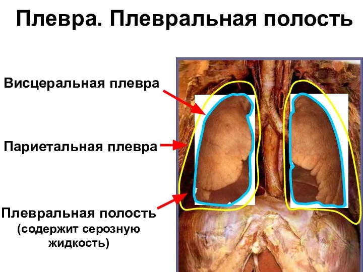 Плевра. Плевральная полость Висцеральная плевра Париетальная плевра Плевральная полость (содержит серозную жидкость)