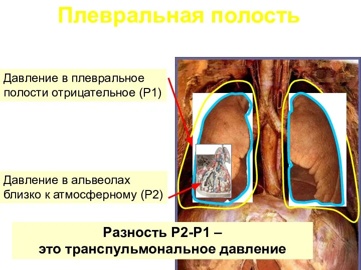 Плевральная полость Давление в альвеолах близко к атмосферному (Р2) Давление в