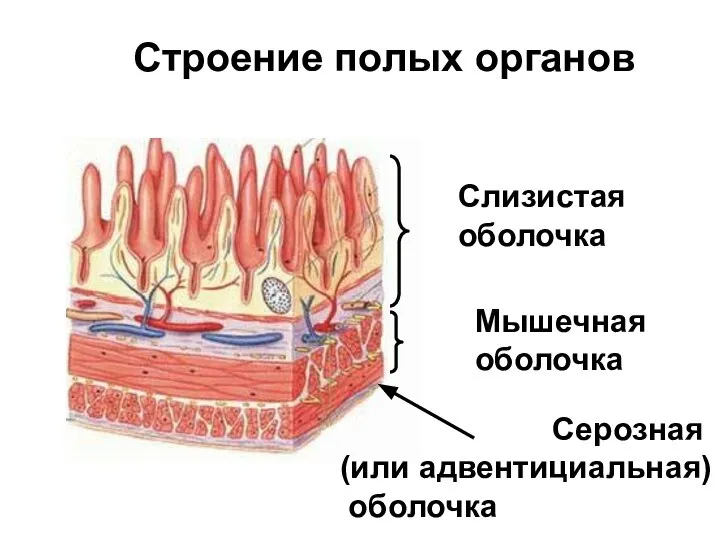 Строение полых органов Слизистая оболочка Мышечная оболочка Серозная (или адвентициальная) оболочка