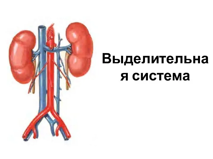 Выделительная система