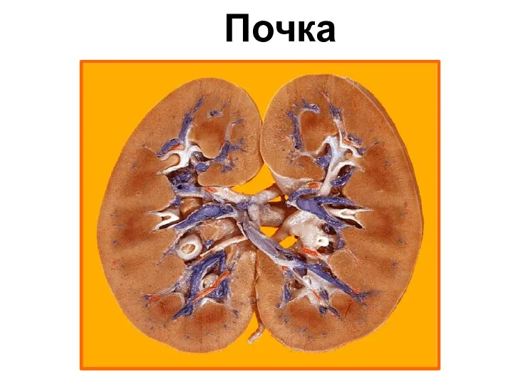 Почка