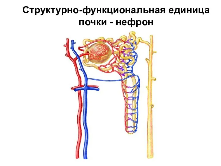 Структурно-функциональная единица почки - нефрон