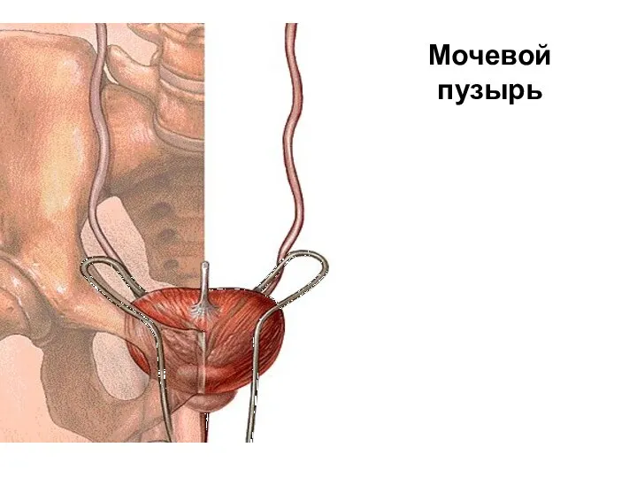 Мочевой пузырь