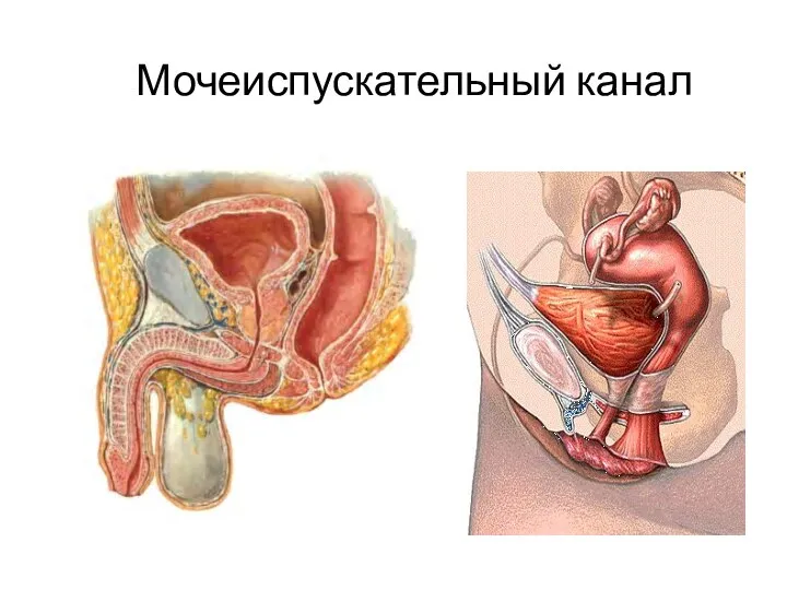 Мочеиспускательный канал