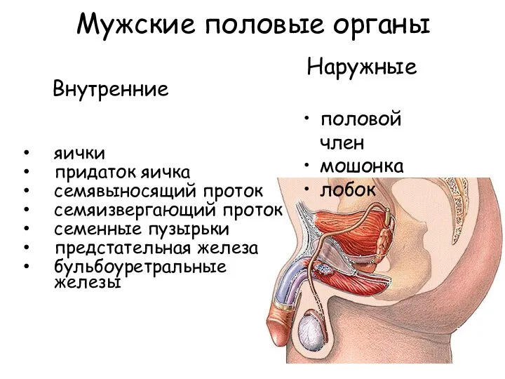 Мужские половые органы Внутренние яички придаток яичка семявыносящий проток семяизвергающий проток