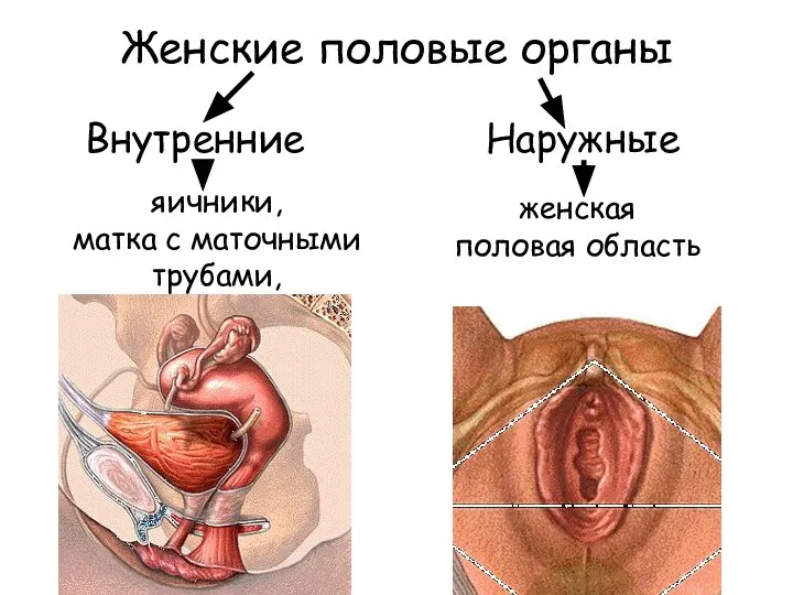 Женские половые органы Внутренние Наружные яичники, матка с маточными трубами, влагалище женская половая область