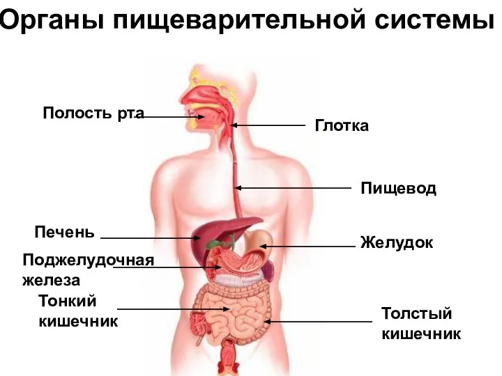 Полость рта Глотка Пищевод Желудок Толстый кишечник Тонкий кишечник Поджелудочная железа Печень Органы пищеварительной системы