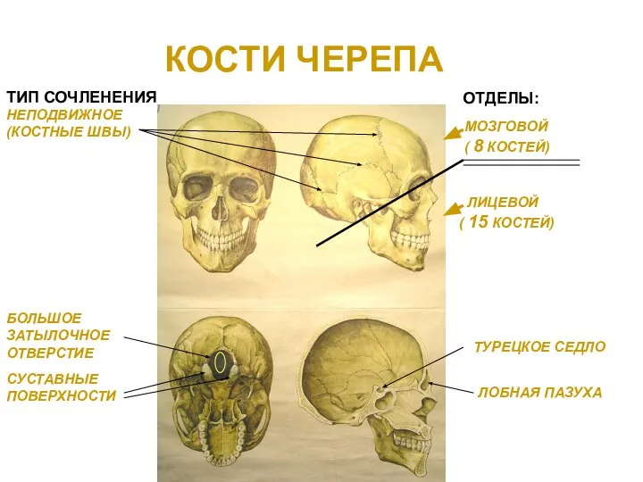 КОСТИ ЧЕРЕПА ТИП СОЧЛЕНЕНИЯ НЕПОДВИЖНОЕ (КОСТНЫЕ ШВЫ) МОЗГОВОЙ ( 8 КОСТЕЙ)