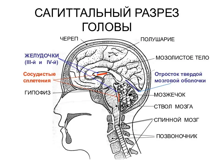 САГИТТАЛЬНЫЙ РАЗРЕЗ ГОЛОВЫ ЧЕРЕП ПОЛУШАРИЕ МОЗОЛИСТОЕ ТЕЛО МОЗЖЕЧОК СТВОЛ МОЗГА СПИННОЙ