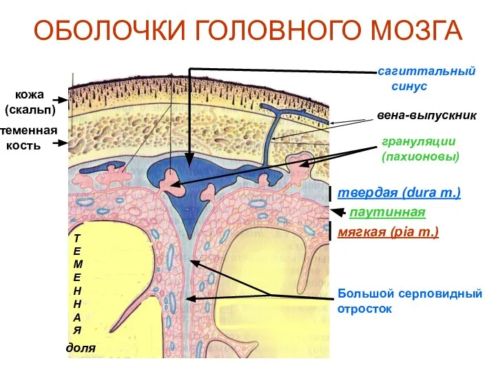 ОБОЛОЧКИ ГОЛОВНОГО МОЗГА ТЕМЕННАЯ доля кожа (скальп) теменная кость твердая (dura