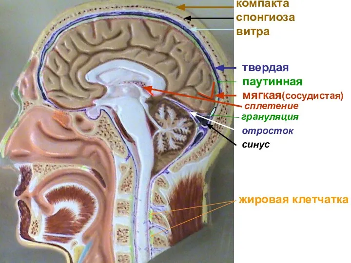 компакта спонгиоза витра твердая паутинная мягкая(сосудистая) грануляция отросток сплетение синус жировая клетчатка