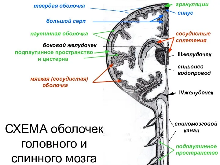 СХЕМА оболочек головного и спинного мозга боковой желудочек большой серп твердая