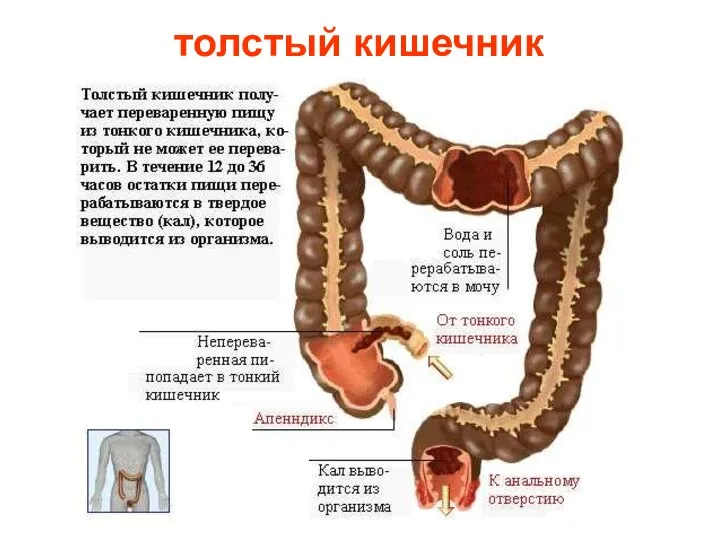 толстый кишечник Толстый кишечник.