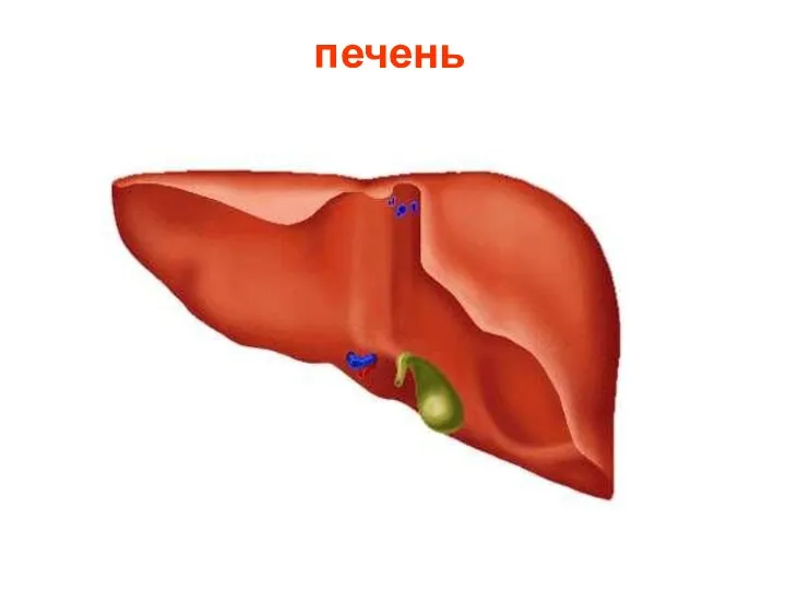 печень Печень.