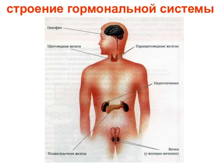 строение гормональной системы Строение гормональной системы.