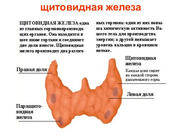 щитовидная железа Щитовидная железа.