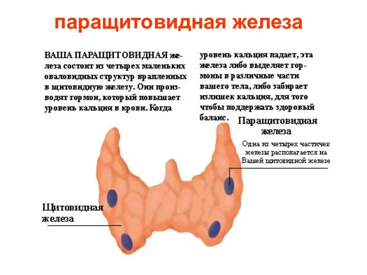 паращитовидная железа Паращитовидная железа.