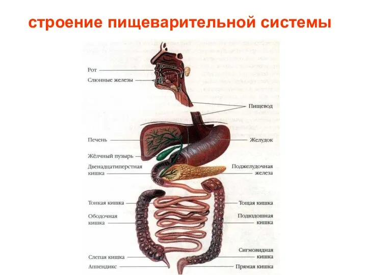 строение пищеварительной системы Строение пищеварительной системы.