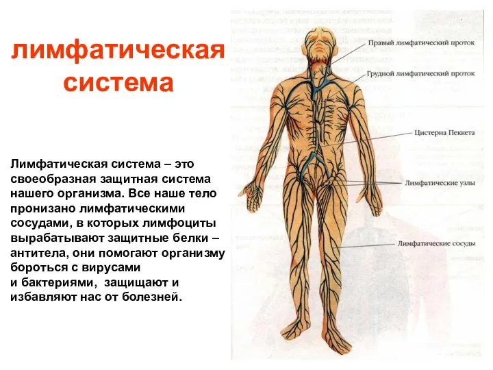 лимфатическая система Лимфатическая система – это своеобразная защитная система нашего организма.