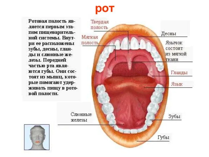 рот Рот.