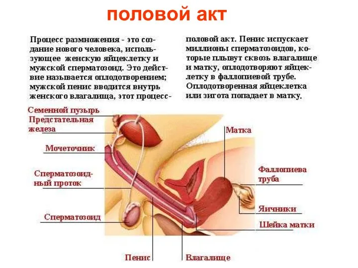 половой акт Половой акт.