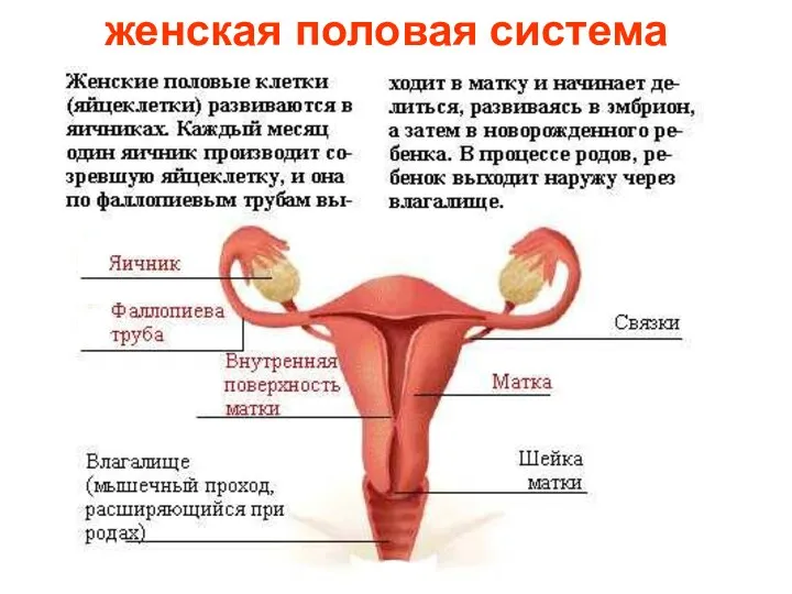 женская половая система Женская половая система.