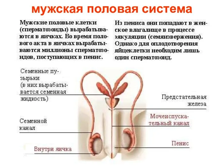 мужская половая система Мужская половая система.