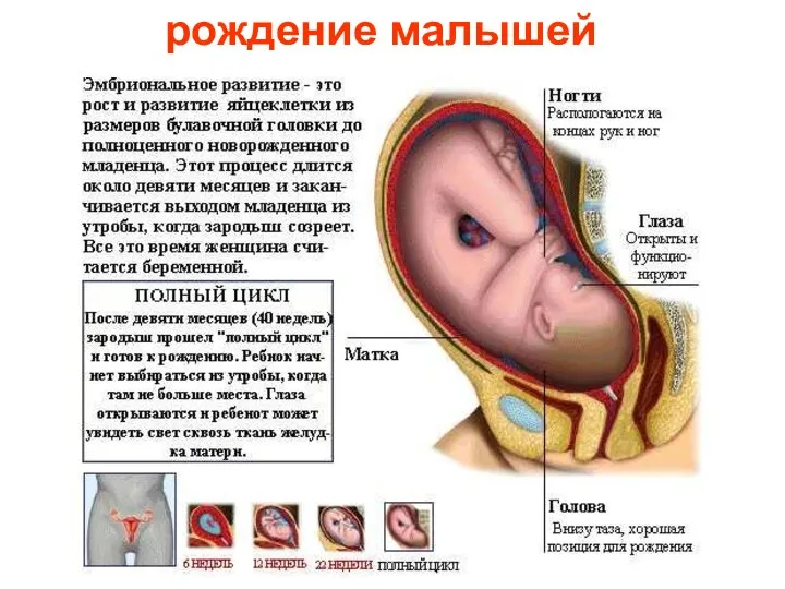 рождение малышей Рождение малышей.