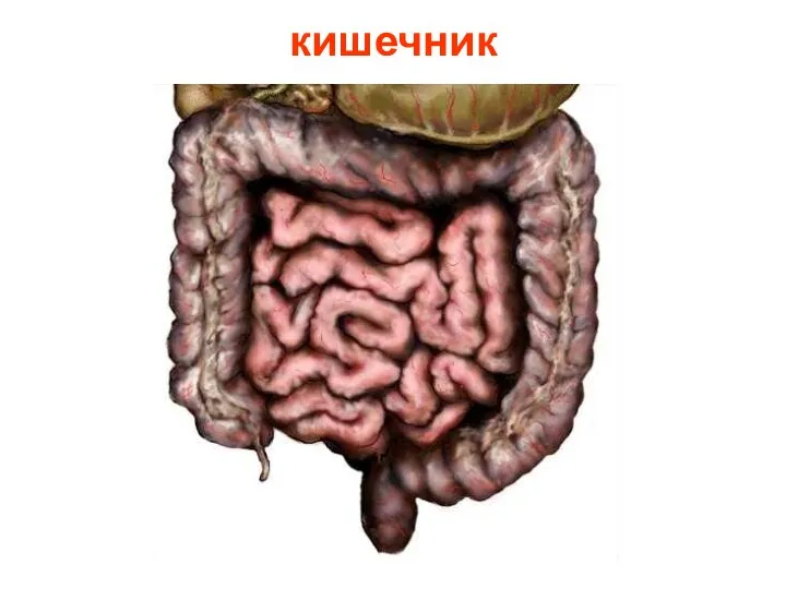 кишечник Кишечник.